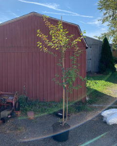 survivor-tree_03