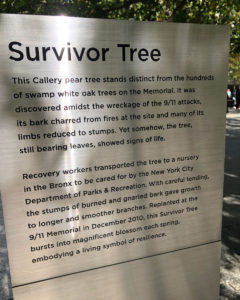survivor-tree_07