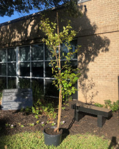 survivor-tree_11